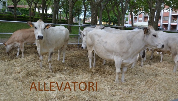 Gli allevatori di Cavour