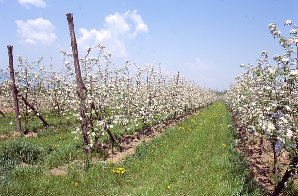 Convegno frutticolo