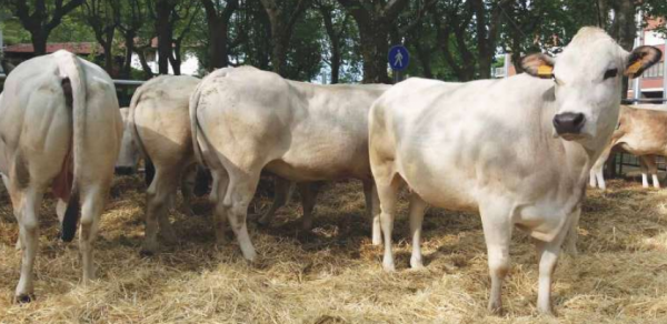 Visite alle aziende agricole