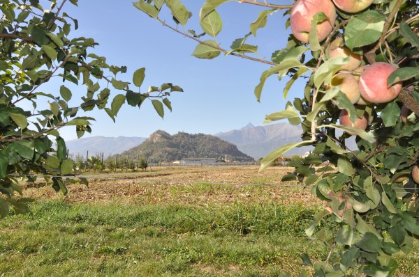 Annata frutticola 2022