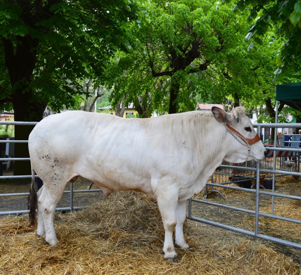 Cavour Carne di Razza Piemontese