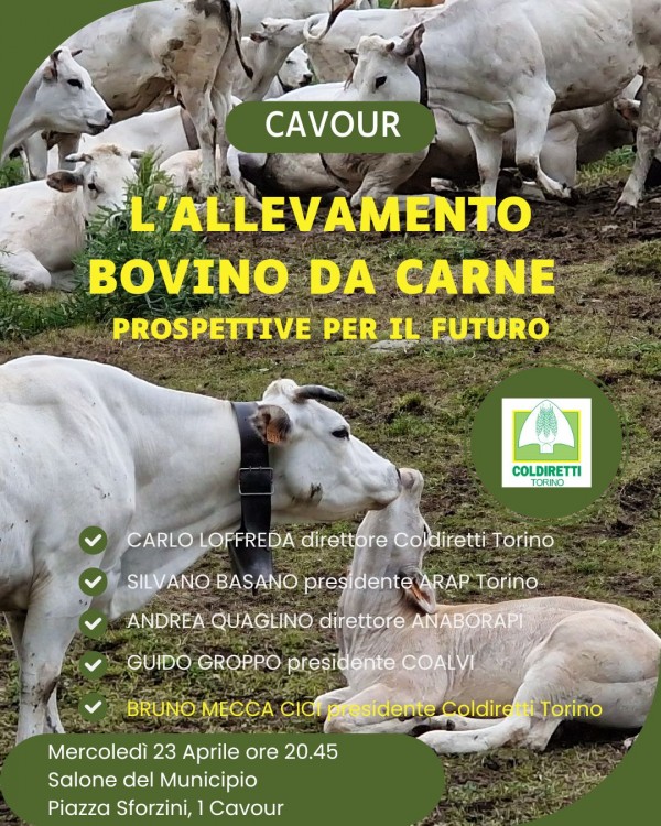 L'allevamento bovino da carne