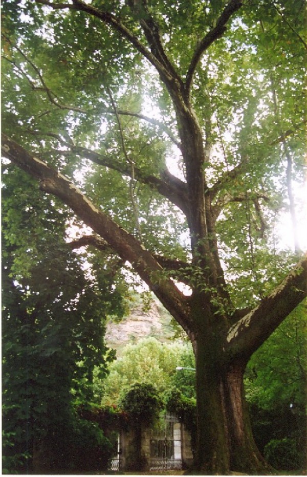 14 - Anche a Cavour alberi importanti
