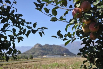 Fare Frutti-Cultura