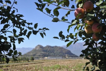 I Tecnici frutticoli e Scuola Malva di Bibiana