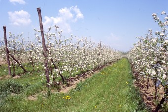 Convegno frutticolo