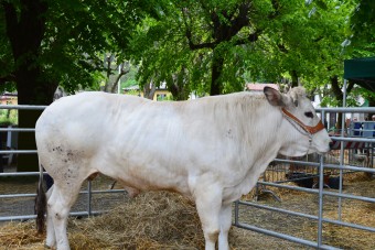Cavour Carne di Razza Piemontese