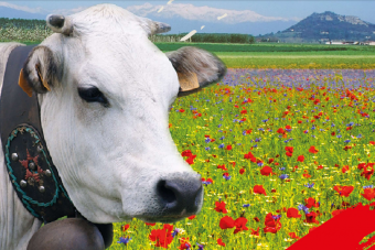 Ritorna Cavour Carne di Razza Piemontese