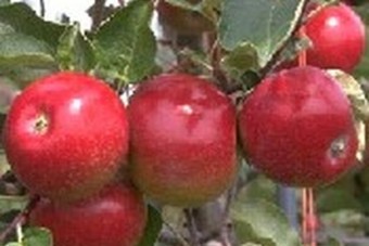 Annata frutticola 2024