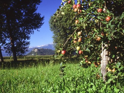 0001 - Raccolta: Cavour e dintorni / Cavour Paesaggi