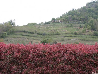 2009 - GustaCavour
