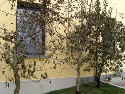 2009 - Tuttomele