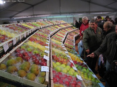 2009 - Tuttomele