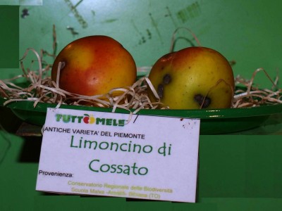 2010 - Tuttomele Mele esposte (Ph Perotti)