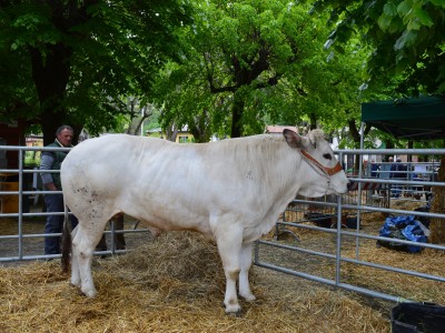 2022 - Cavour Carne (Ph S. Ron - L. Bruno)