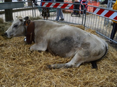 2022 - Cavour Carne (Ph S. Ron - L. Bruno)