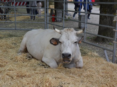 2023 - Cavour Carne