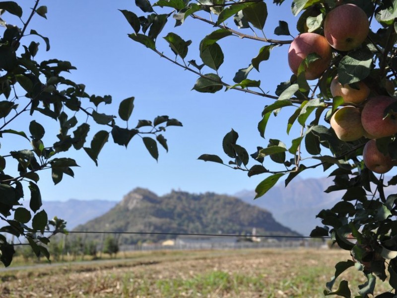 I Tecnici frutticoli e Scuola Malva di Bibiana