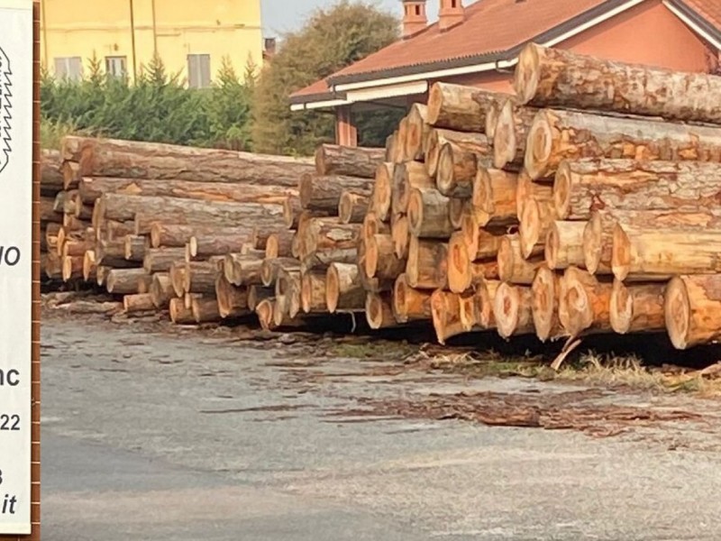 1^ Asta del legname piemontese di qualità