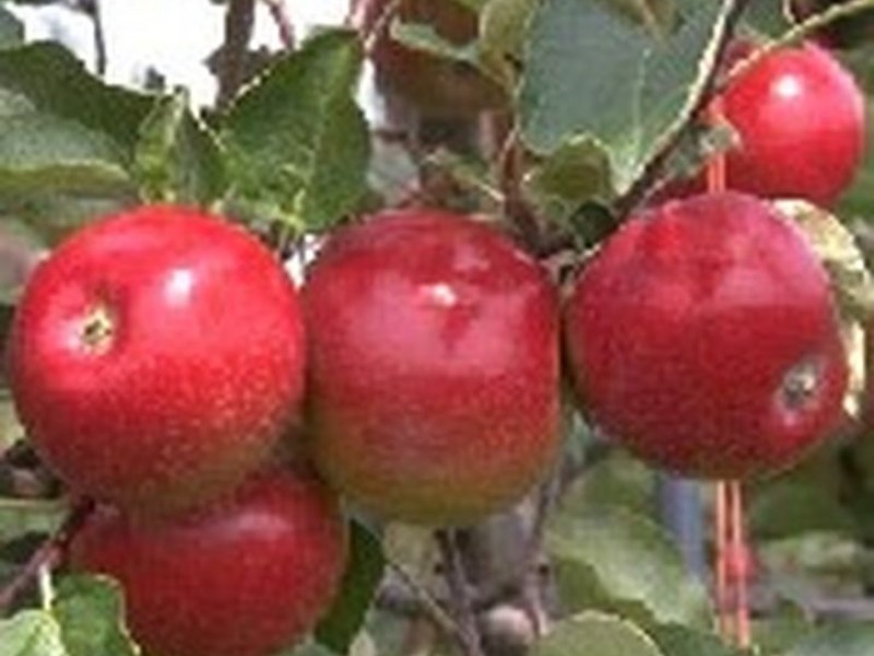 Annata frutticola 2024